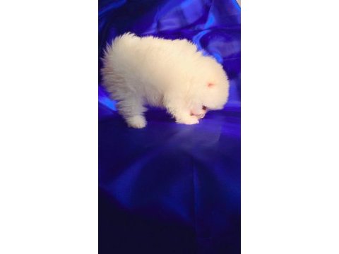 Dişi pomeranian boo