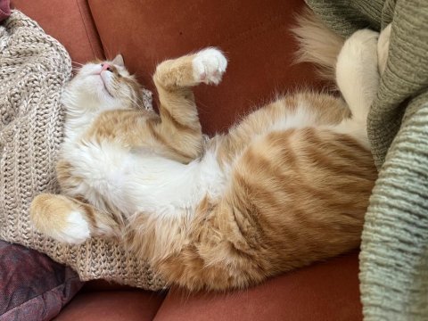 Çok tatlı ve oyuncu bir kedi yuva arıyor acil