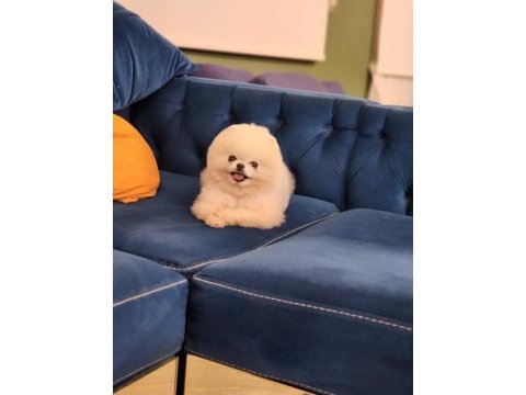 Karbeyaz 1 yaş teacup erkek pomeranian
