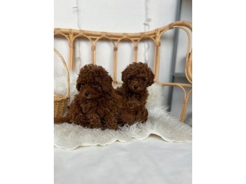 Toy poodle bebekler