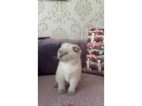 Blue point dişi erkek yavru scottish fold
