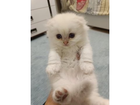 Scottish straight ve scottish fold yavrularım