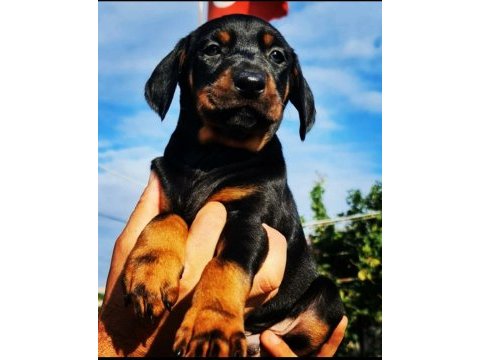 S400 füzesi doberman panterler
