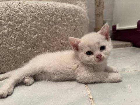 Kedilerimize yuva arıyoruz
