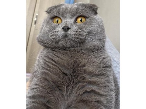 Oğluma british shorthair eş arıyorum