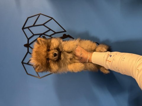 Şirin ve özel pomeranian bebeğimiz