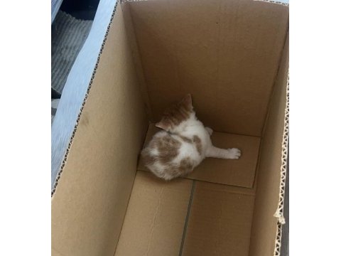 Dişi meraklı oyun canlısı melek kedimiz