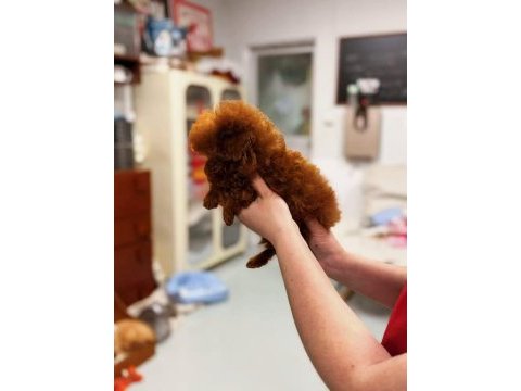 Micro kore poodle yavrularımız