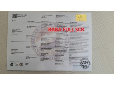 2 aylık dişi safkan golden yavru şecereli kedimiz