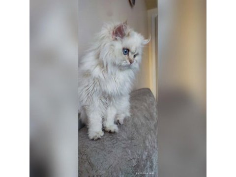 Üst kalite son erkek british longhair yavrum