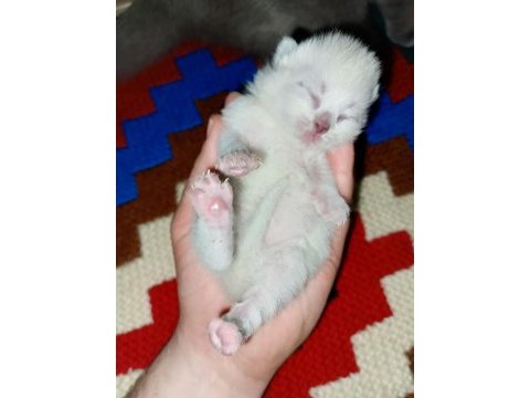Çakır gözlü kar beyazı renk scottish fold
