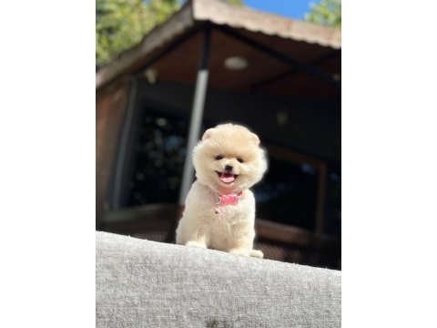 A kalite pomeranian boo