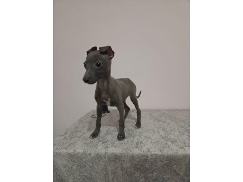 İtalyan tazısı ıtalian greyhound dişi ve erkek yavrular