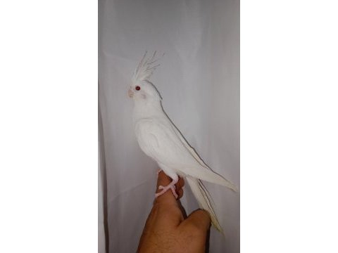 Albino heavy full evcil sultan papağanı