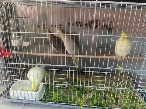 Yeme düşmüş sultan papağanı yeni yuvasını arıyorlar