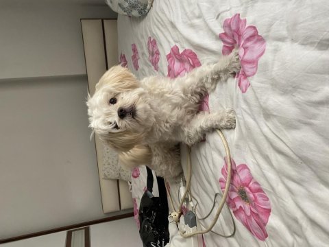 Oyuncu 8 aylık erkek maltipoo