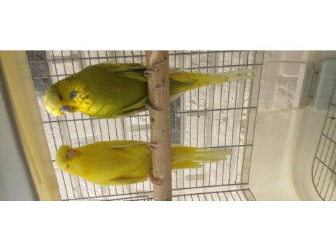 Çift muhabbet kuşu kafesle beraber verilecektir