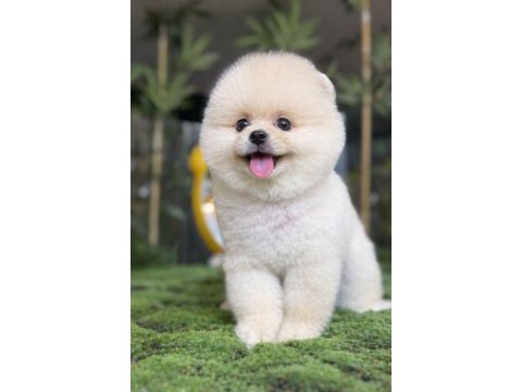 Pomeranian boo pamuk şekeri tadında