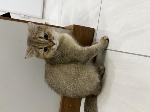Dünyalar tatlısı erkek british shorthair