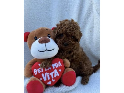 Tatlış toy poodle yavruları
