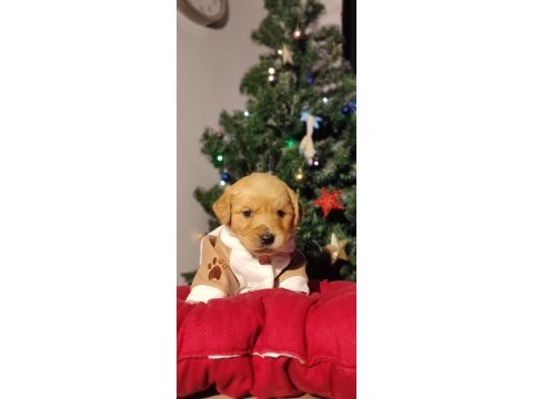 Baby face golden retriever bebekler
