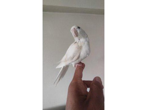 El besleme albino yavru sultan papağanı