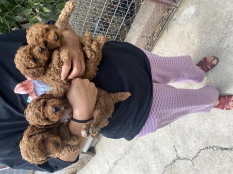 Toy poodle bebekler