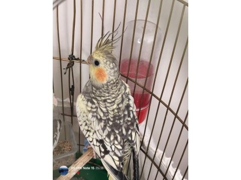 Sultan papağanı 3 aylık kuşumuz