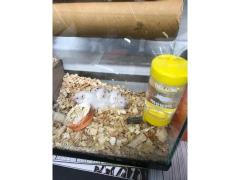 Gonzales hamster 1 aylık yavrular