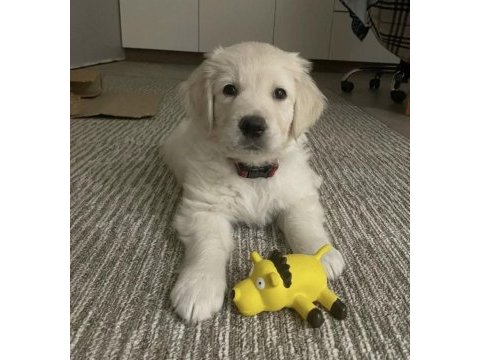 Muhteşem golden retriever yavrularımız
