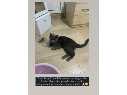 Kedimiz dışarıda yapamıyor (ücretsiz sahiplendirilir)