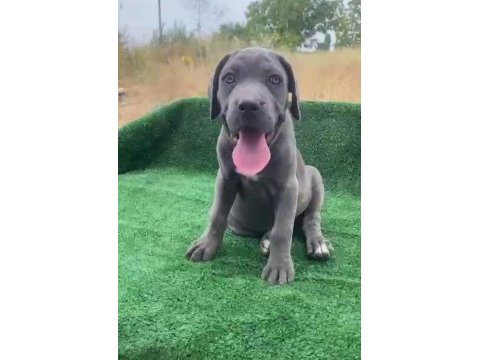 Dev cane corso yavruları