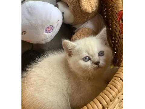 Orijinal british shorthair yavruları