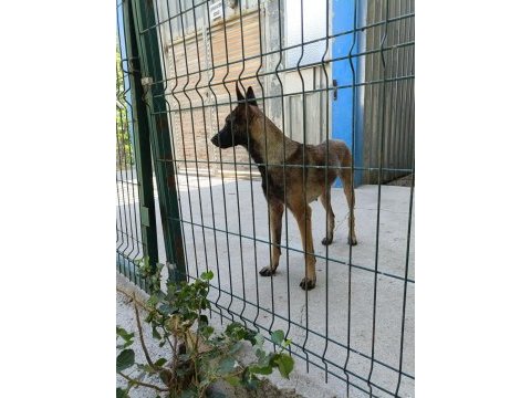 9 aylık dişi bol maskeli malinois