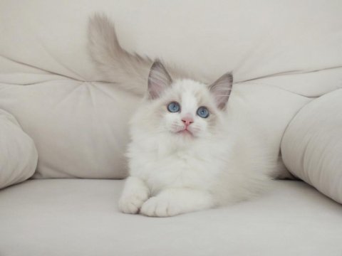 Full şecereli ragdoll yavruları
