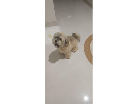 Shih poo yavrumuz