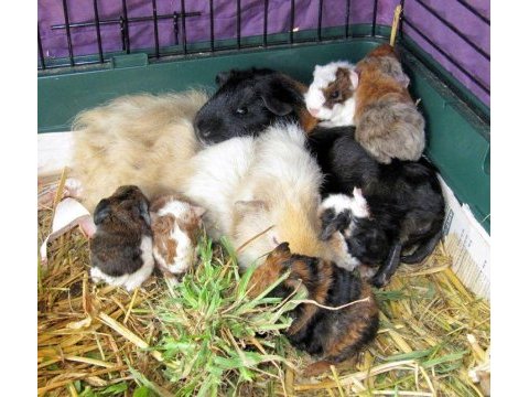 Guineapig yavrular aynı gün set halinde teslim edilir