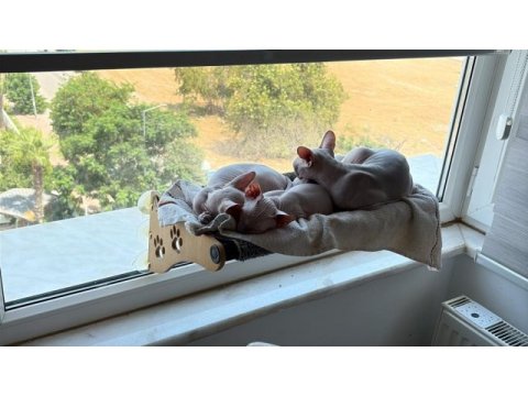 1.5 aylık dişi yavru sphynx