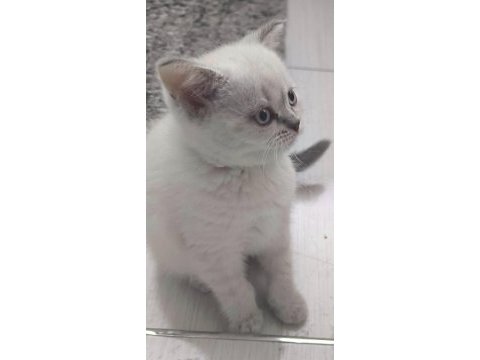 British shorthair blue point (bursa) uygun puan