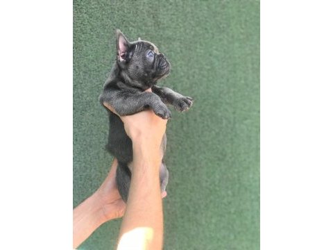 A+ kalite blue french bulldog yavrular
