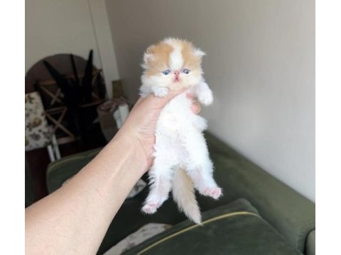 Exotic shorthair show snoopy dişi bebek