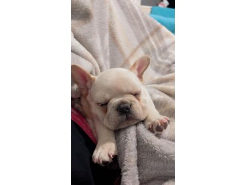 Satılık yavru french bulldog
