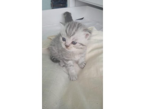 İki aylık scottish fold erkek