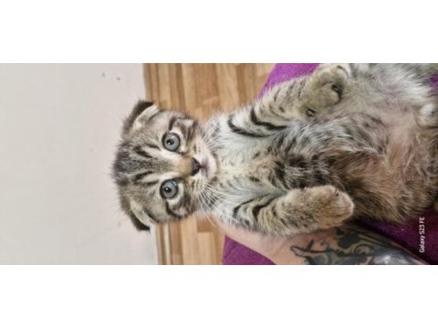 2 aylık scottish fold