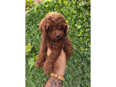 Toy poodle yavrular