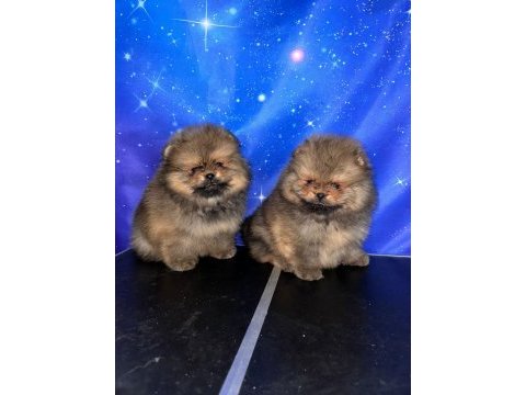 Pomeranian ayıcık yavrularımız