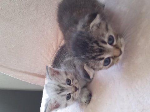 30 günlük british shorthair bebeklerim