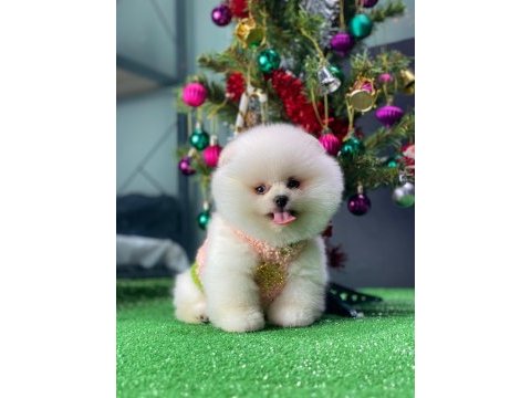Boo pomeranian teddy bear