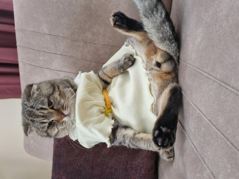 Scottish fold erkek kedi tüm eşyaları ile birlikte