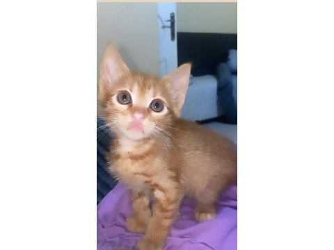 1 aylık yavru kediler
